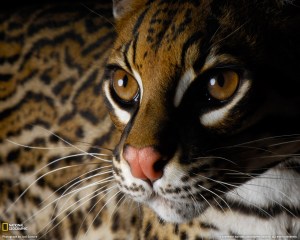 ocelot