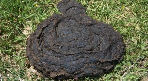 'bullshit is bullshit'