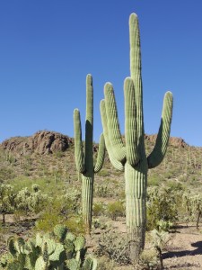 Carnegiea_gigantea_in_Saguaro_National_Park_near_Tucson,_Arizona_during_November_(58)