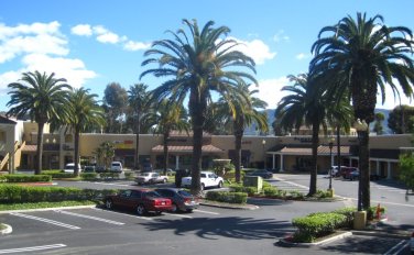 palm-trees-yorba-linda24